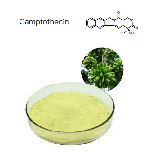 Purdeb Uchel 98% Camptothecin Planhigyn Powdwr Powdwr Cas 7689-03-4