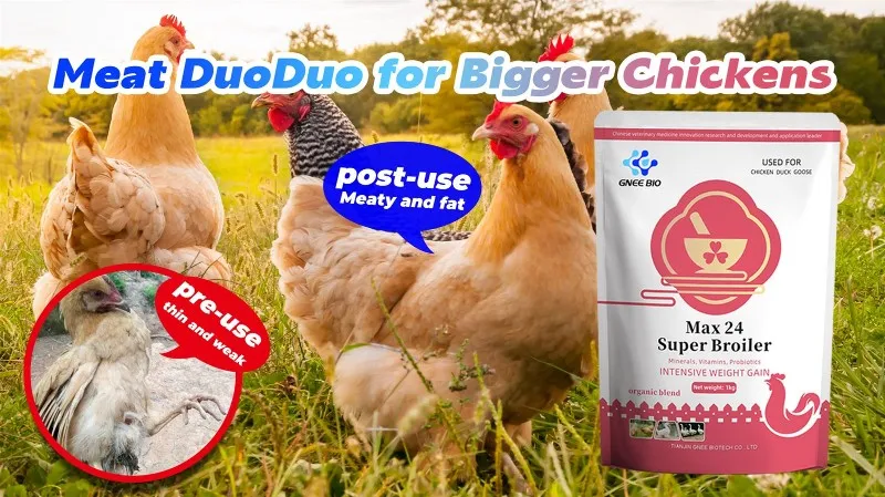 natural growth promoters for poultry natural growth promoters for poultry