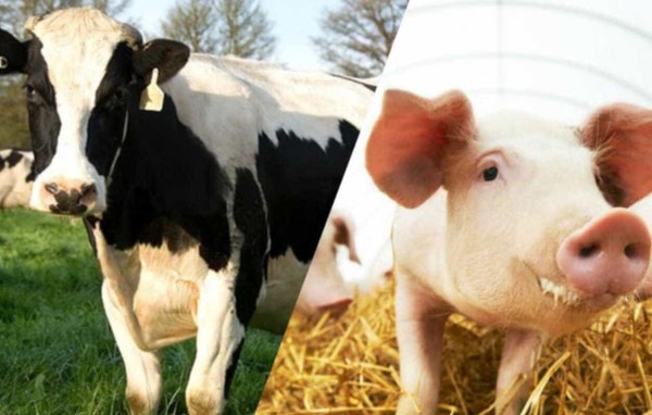 Ceftiofur Hydrochloride injection 5% 10% Ceftiofur Hydrochloride injection 5% 10%